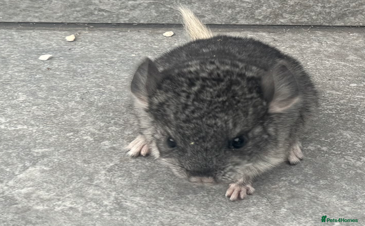 Chinchilla rodents - Advert 1