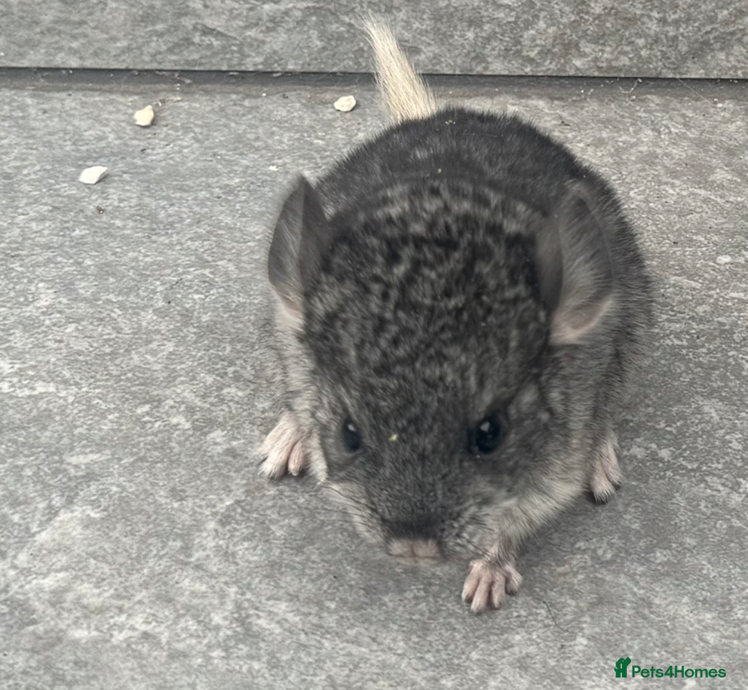 Chinchilla rodents for sale: Little boys - Image 3