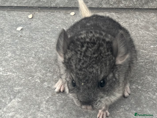 Chinchilla rodents - Advert 2