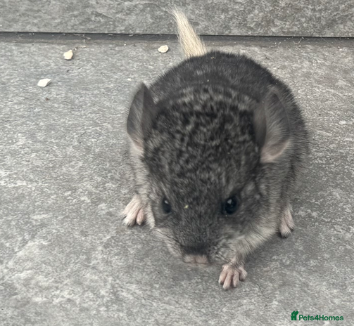 Chinchilla rodents - Advert 10