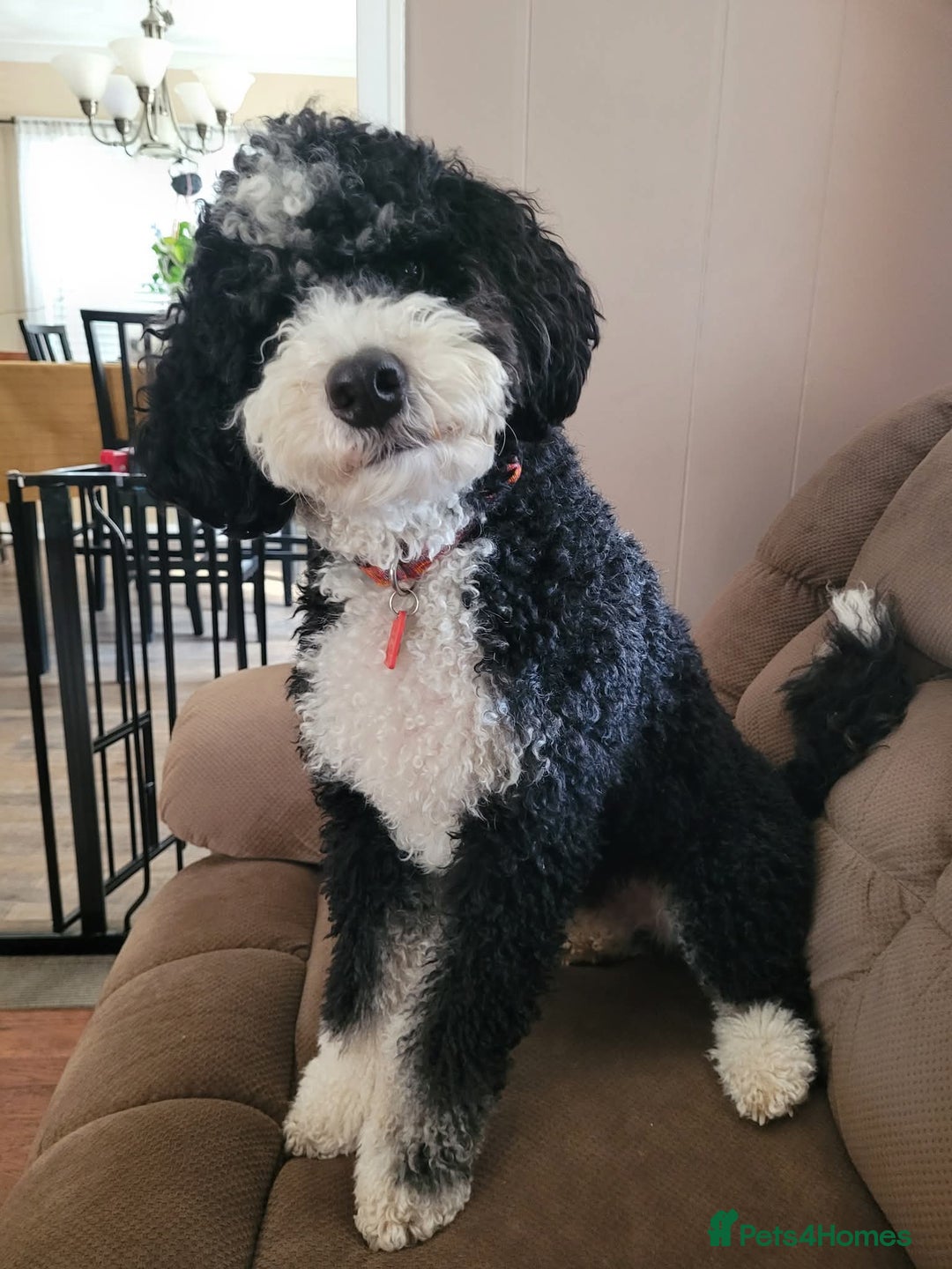 Australian Labradoodle dogs for sale: These pups have it all - Image 3