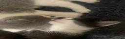 Mixed Breed cats for sale: BBSH mixed breed 5 kittens grey black white grey  - Advert 13