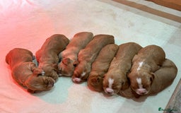 Cocker Spaniel dogs for sale: Stunning Working Cocker Spaniel Puppies - Image 12