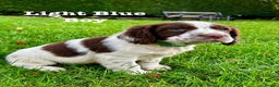 Sprocker dogs for sale: Sprocker spaniel puppies  - Advert 12