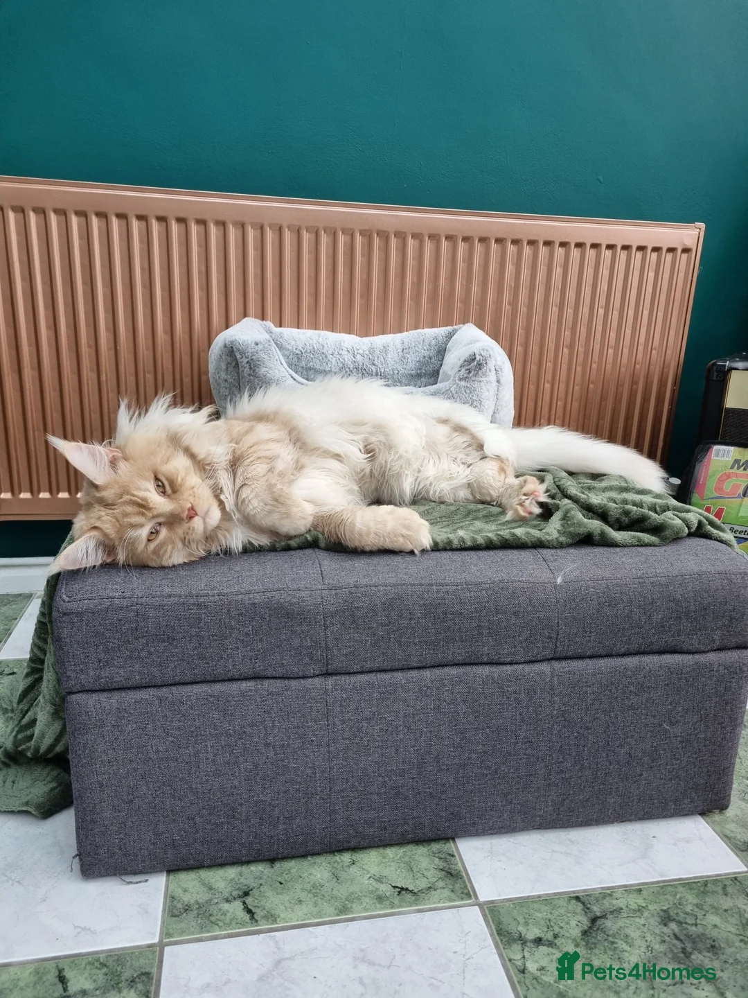 Maine Coon cats for stud: Dual registered Champion winner Maine coon stud in Manningtree - Advert 3