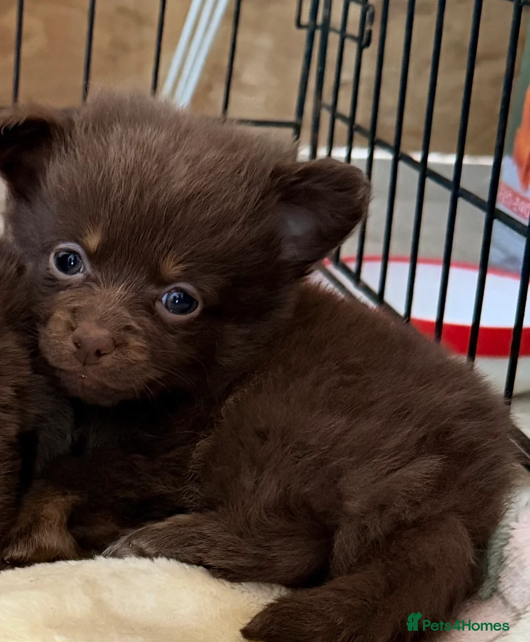 Mixed Breed dogs for sale: Beautiful Mini Dachshund × Pomchi Puppies  - Advert 2