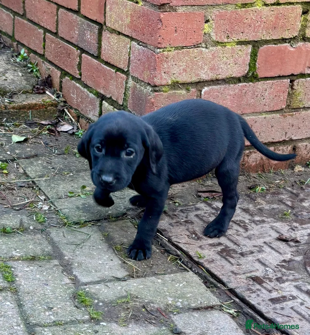 Labrador Retriever dogs for sale: Ready now! Beautiful Labrador pups (KC Reg) - Advert 4
