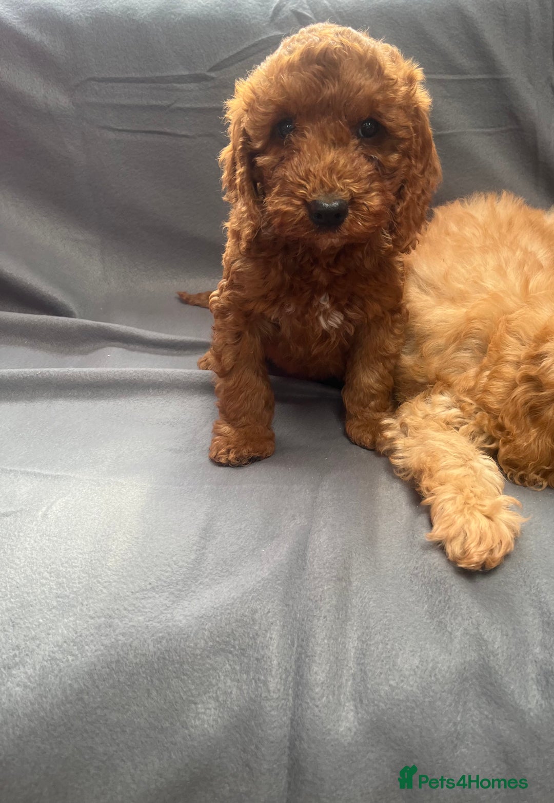 Cavapoo dogs for sale: Cavapoo puppy’s  - Image 6
