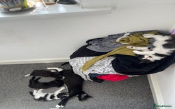 Mixed Breed cats for sale: 6 beautiful and playful kittens for sale SE London - Image 5