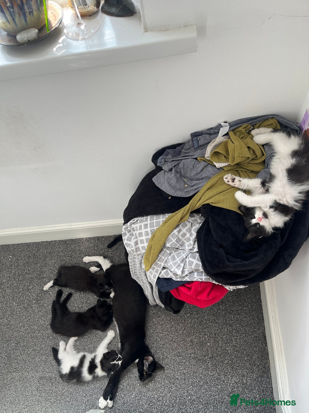 Mixed Breed cats for sale: 6 beautiful and playful kittens for sale SE London - Image 5
