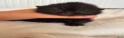 British Shorthair cats for sale:  GCCF Pedigree — Champion Bloodline Babies - Advert 8