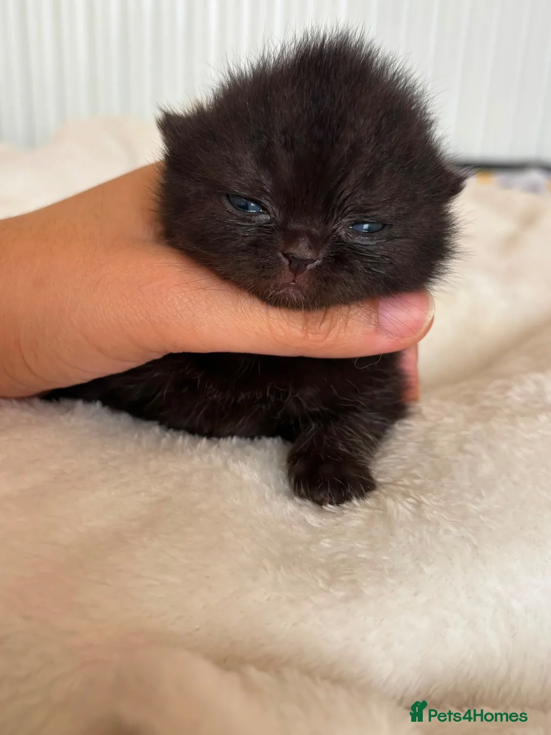 British Shorthair cats for sale:  GCCF Pedigree — Champion Bloodline Babies - Advert 2