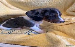 Dachshund dogs for sale: Beautiful dachshunds puppies  - Image 3
