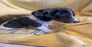 Dachshund dogs - Advert 2