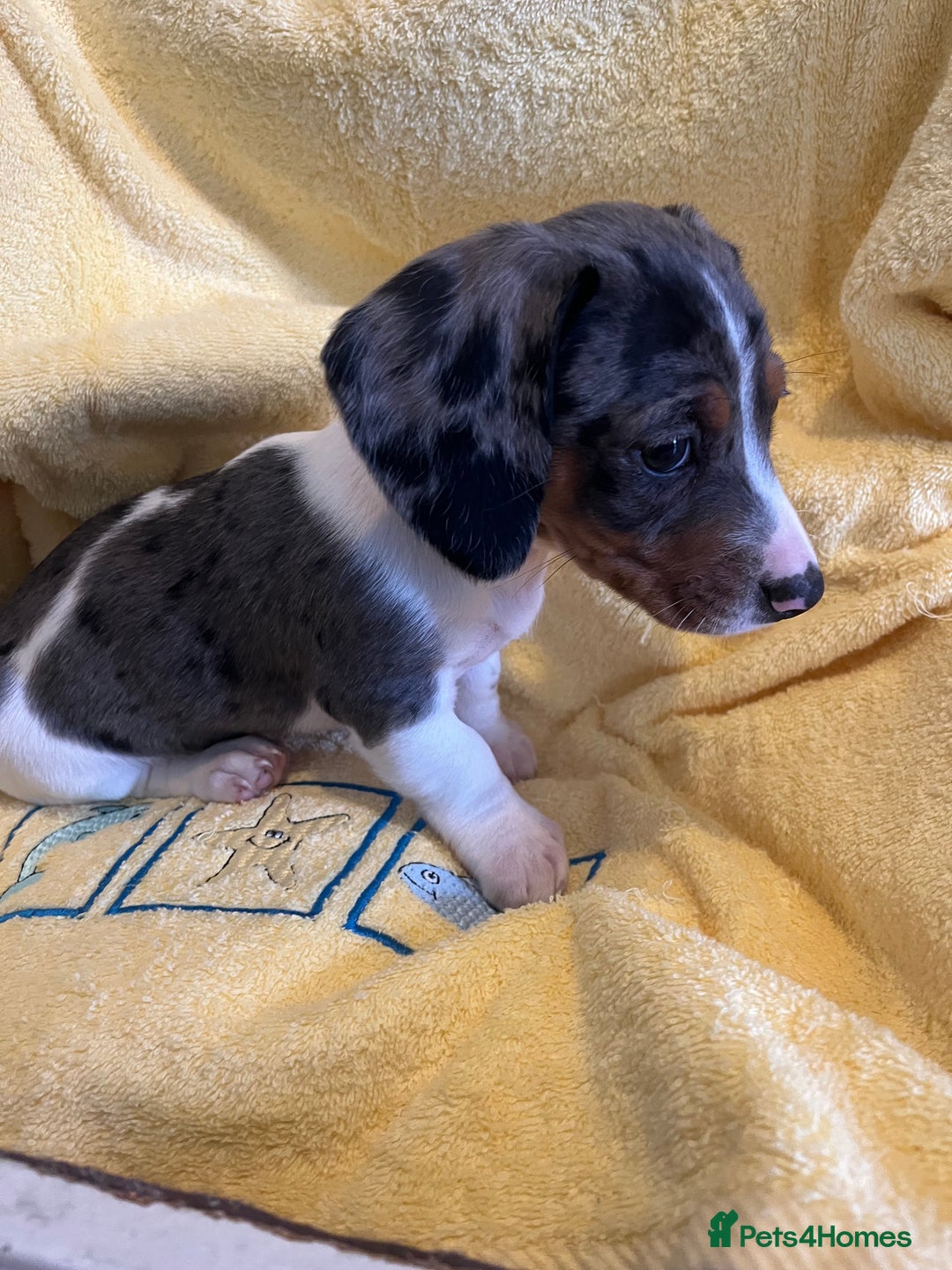 Dachshund dogs for sale: Beautiful dachshunds puppies  - Image 3