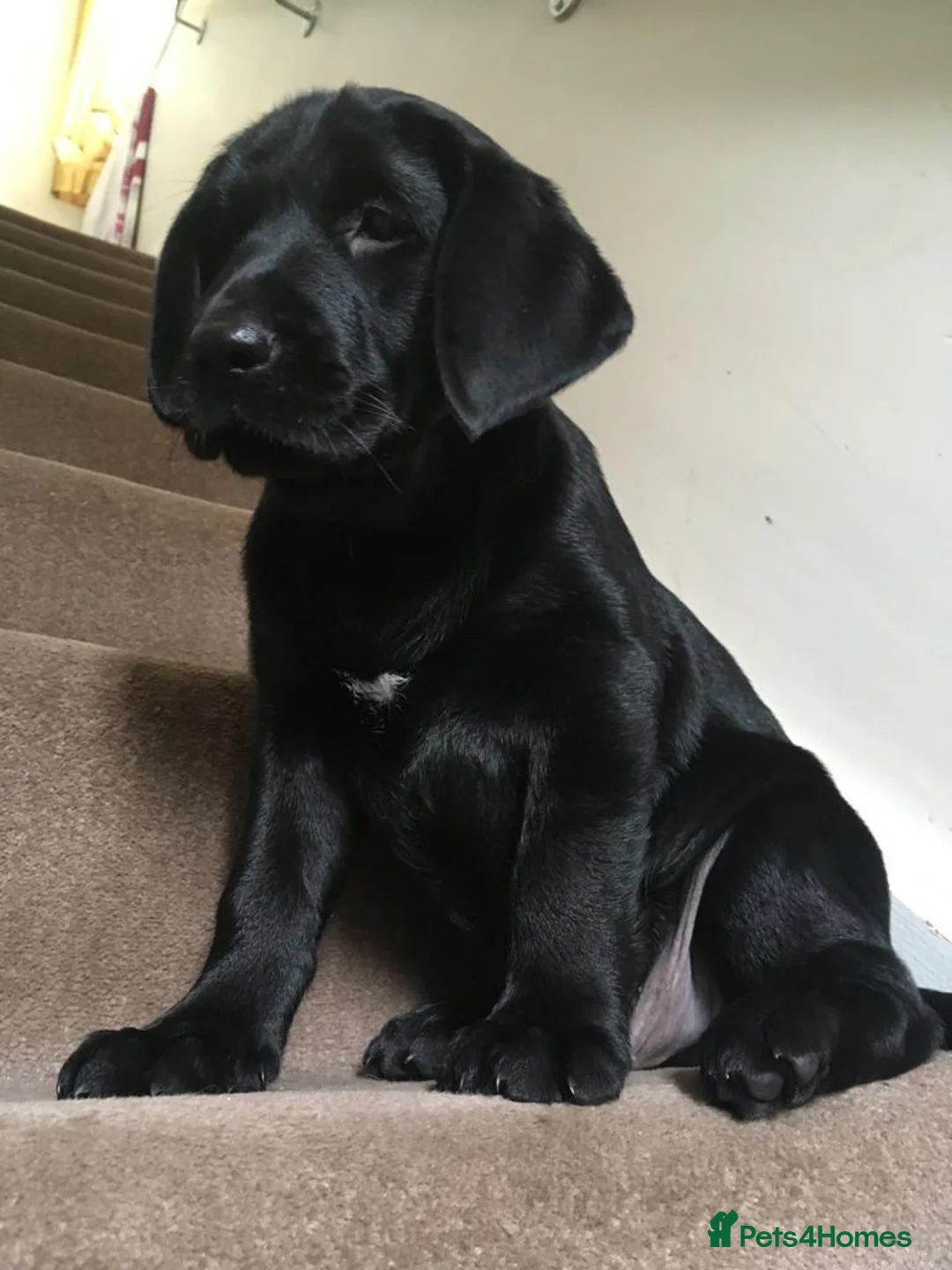 Labrador Retriever dogs for stud: Labrador retriever for stud - Advert 8