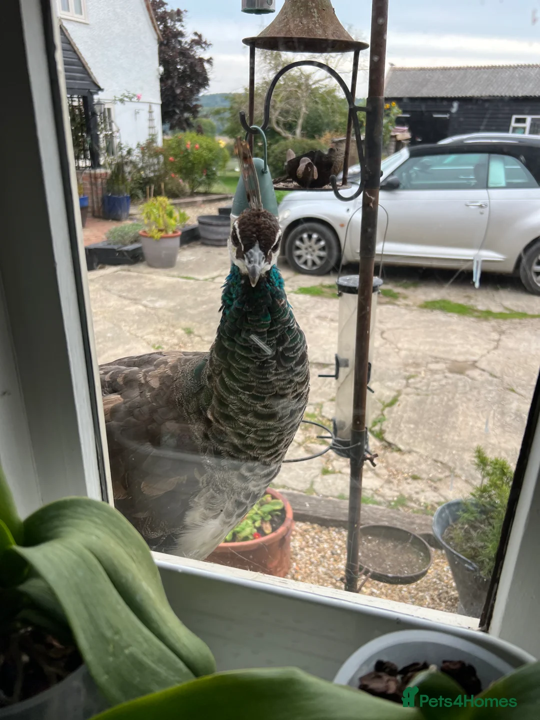 Peafowl poultry for sale: 7 Peafowl in Thatcham - Advert 6