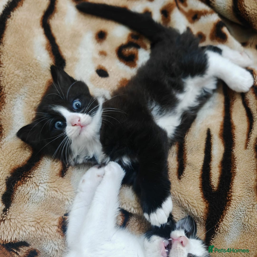 Mixed Breed cats for sale: 3 beautiful kittens left for sale!! - Image 14