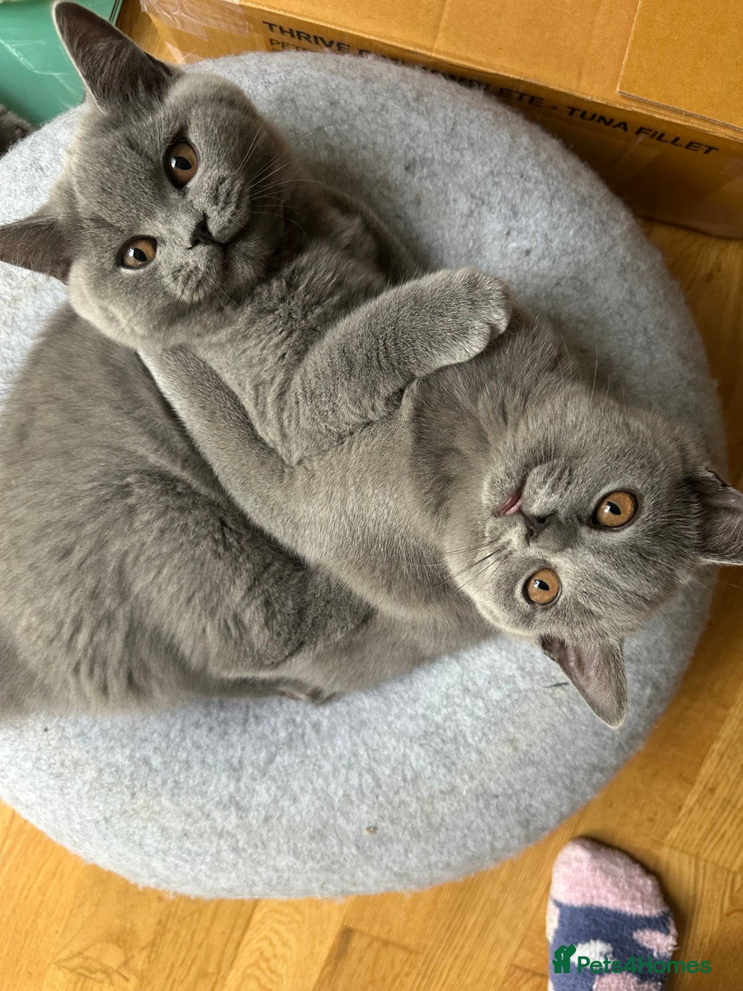 British Shorthair cats for sale: My 3 cute girls are ready to find new family💗  - Image 13
