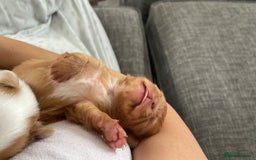 Chihuahua dogs for sale: Chihuahua Merle Puppies  - Image 13