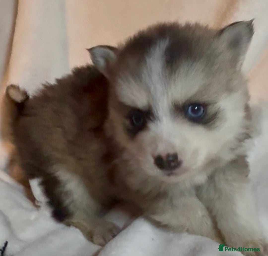 Pomsky dogs for sale: F3 pomsky puppies (Mini husky) - Advert 3