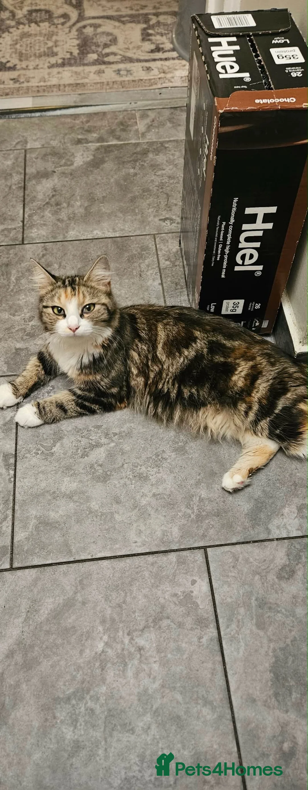 Mixed Breed cats for sale: Beautiful long haired Torbie x Bengal kittens - Advert 2
