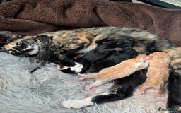 Siamese cats for sale: Siamese x breed  - Image 1
