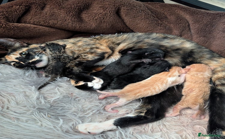 Siamese cats - Advert 1