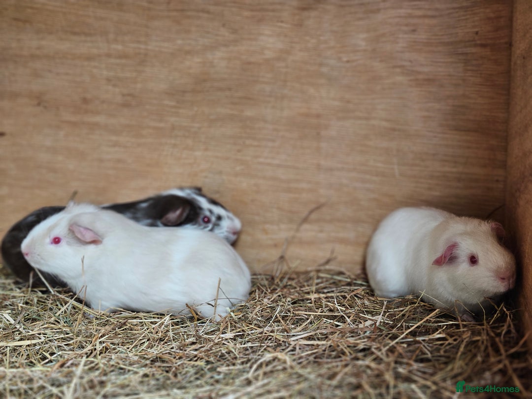 Guinea Pig rodents for sale: 3 bonded boy guinea pigs - Image 4