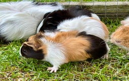 Guinea Pig rodents for sale: Baby Guinea Pigs for sale  - Image 7