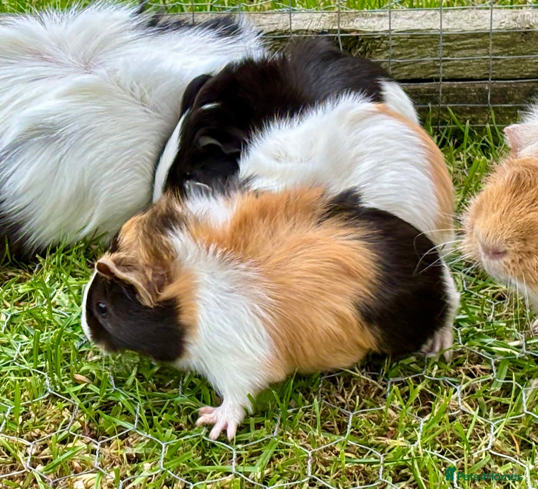 Guinea Pig rodents for sale: Baby Guinea Pigs for sale  - Image 7
