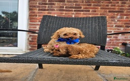Cavapoo dogs for sale: F1b red cavapoo  - Image 13