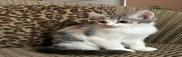 Mixed Breed cats for sale: Gorgeous Fluffy Kittens. Beautiful Little Souls🤍 - Advert 11