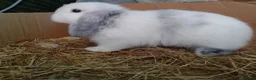 Mini Lop rabbits for sale: Pure Mini Lop Bunnies Ready to go  - Advert 5