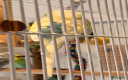 Budgerigars birds for sale: Bonded budgies for sale  - Image 7