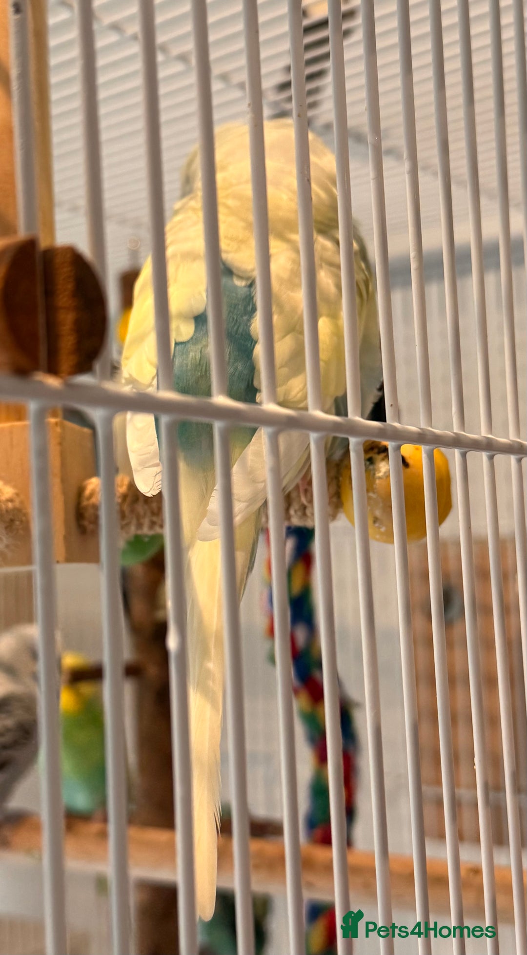 Budgerigars birds for sale: Bonded budgies for sale  - Image 7