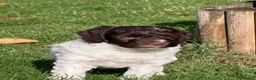 Cockapoo dogs for sale: F1b Cockapoos 5⭐️ Licensed Breeder Full DNA Clear - Advert 10