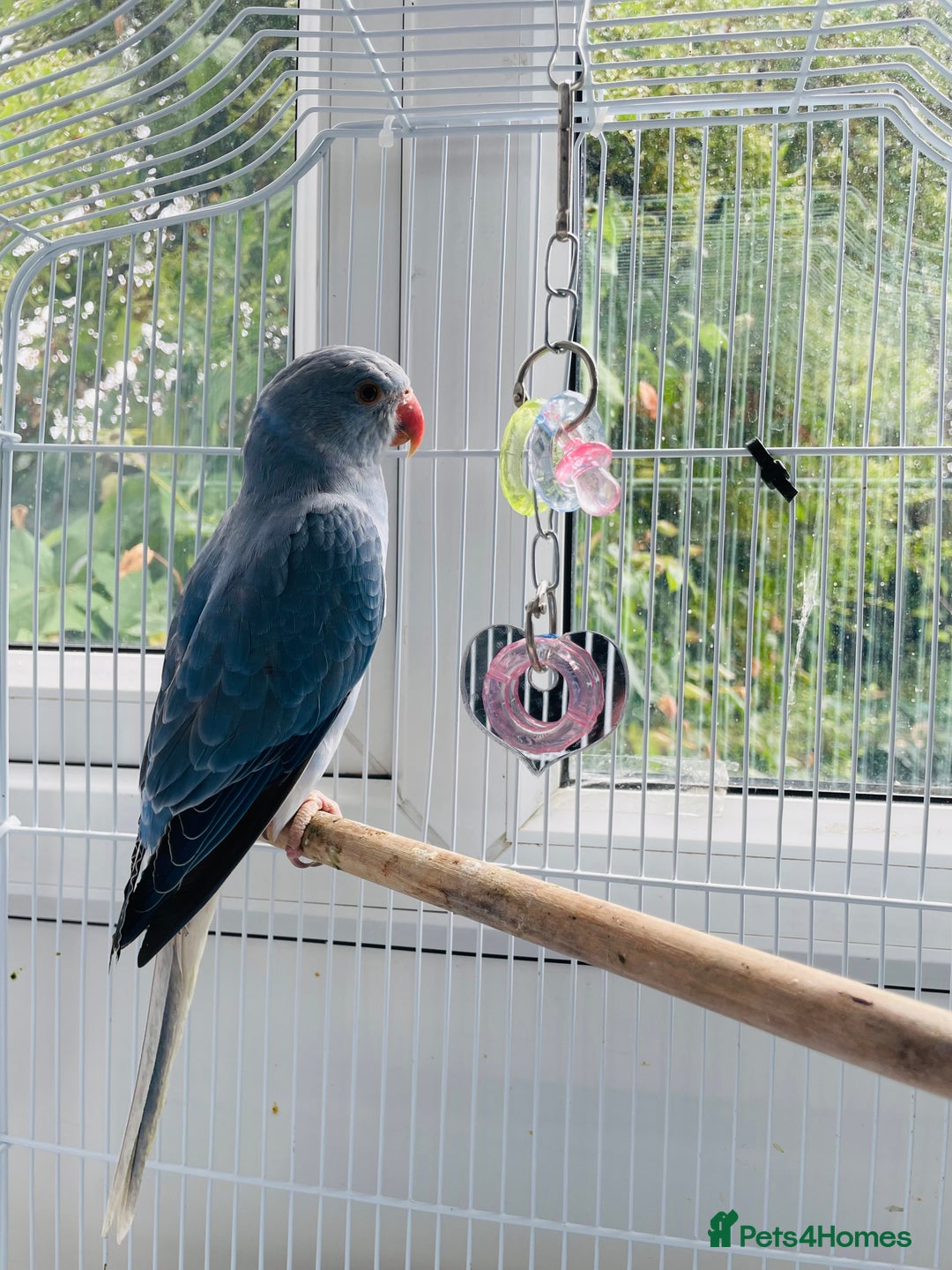 Ringnecks birds for sale: Baby blue Ringneck  - Image 3