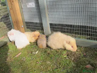 Guinea Pig rodents Male & Female guinea pigs various types & colours - Advert 21