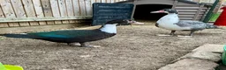Ducks poultry for sale: Pair of Muscovys  - Advert 2