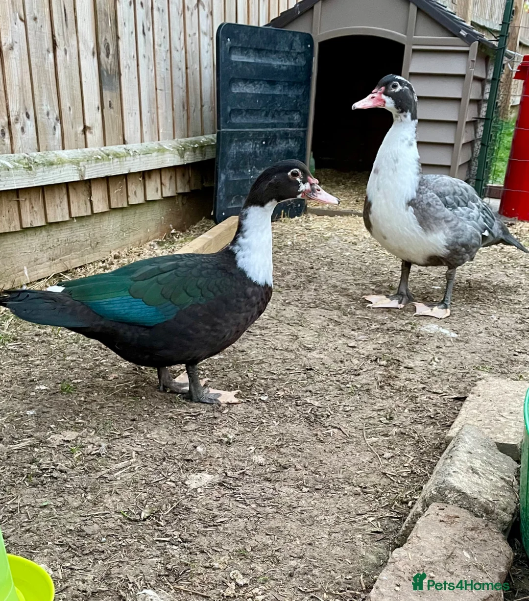Ducks poultry for sale: Pair of Muscovys  - Advert 2