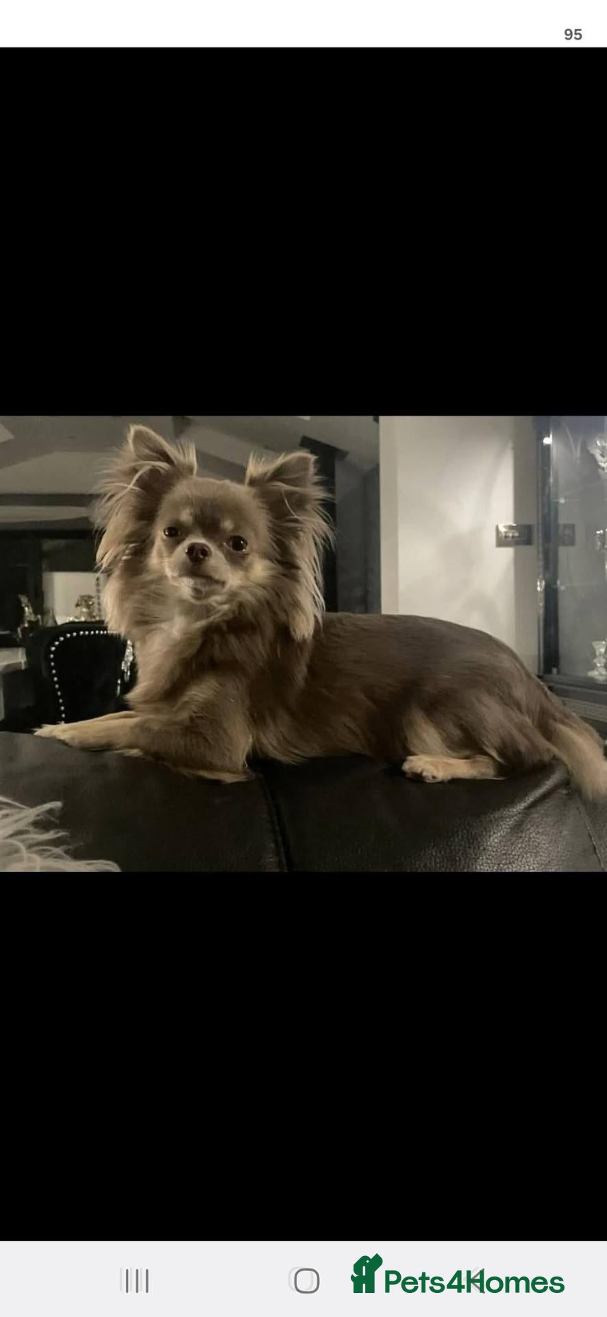 Chihuahua dogs for sale: Applehead  **  chihuahuas  - Advert 15