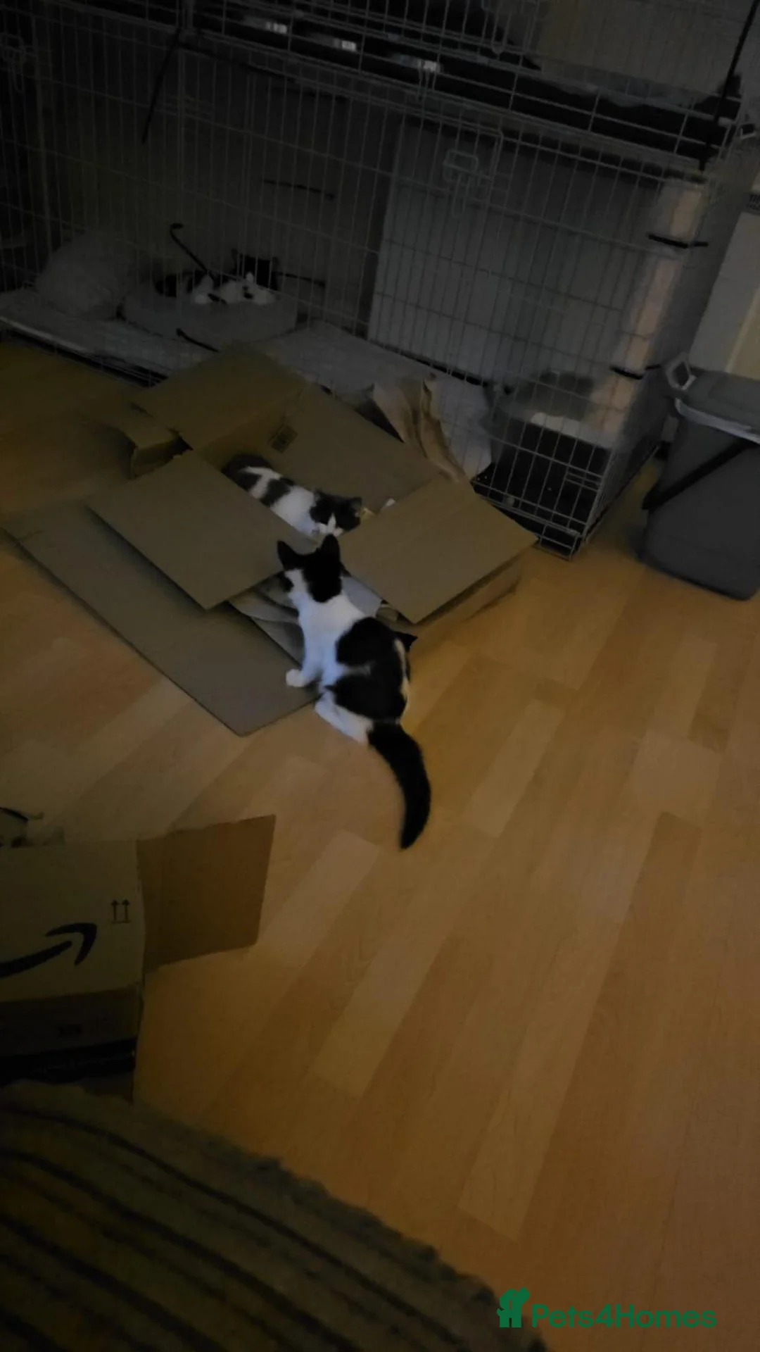 Mixed Breed cats for adoption: Ollie boy is looking for a home in Hook - Advert 3