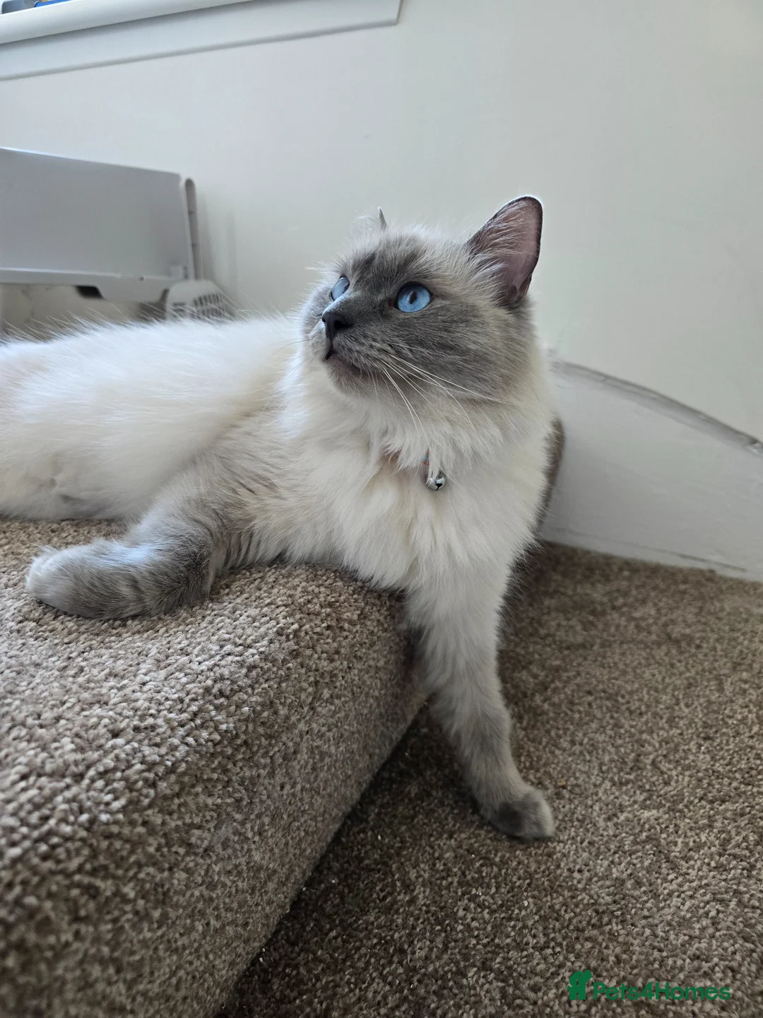 Ragdoll cats for sale: 2 female Ragdolls - Advert 2