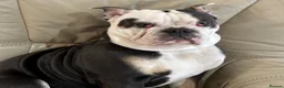 Olde English Bulldogge dogs for sale: Paddy the bull dog - Advert 3