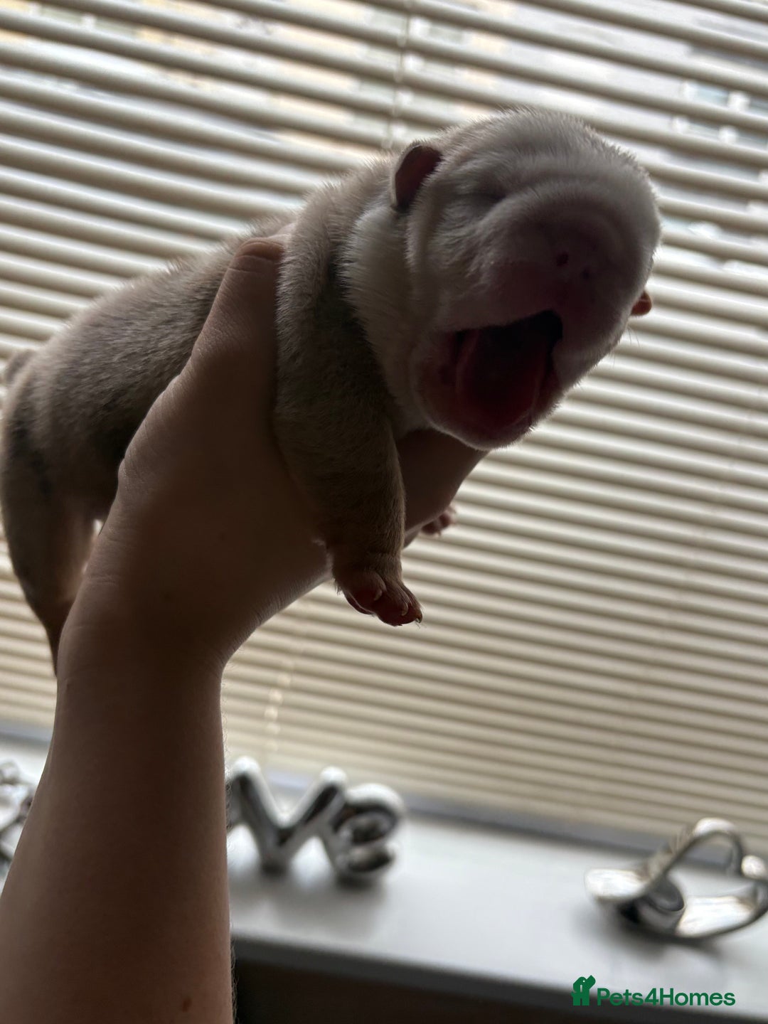 English Bulldog dogs for sale: Merle & choc tri English Bulldogs - Image 10