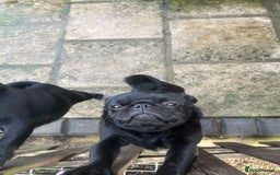 Pug dogs for sale: 2x 14month black pug bitches - Image 2