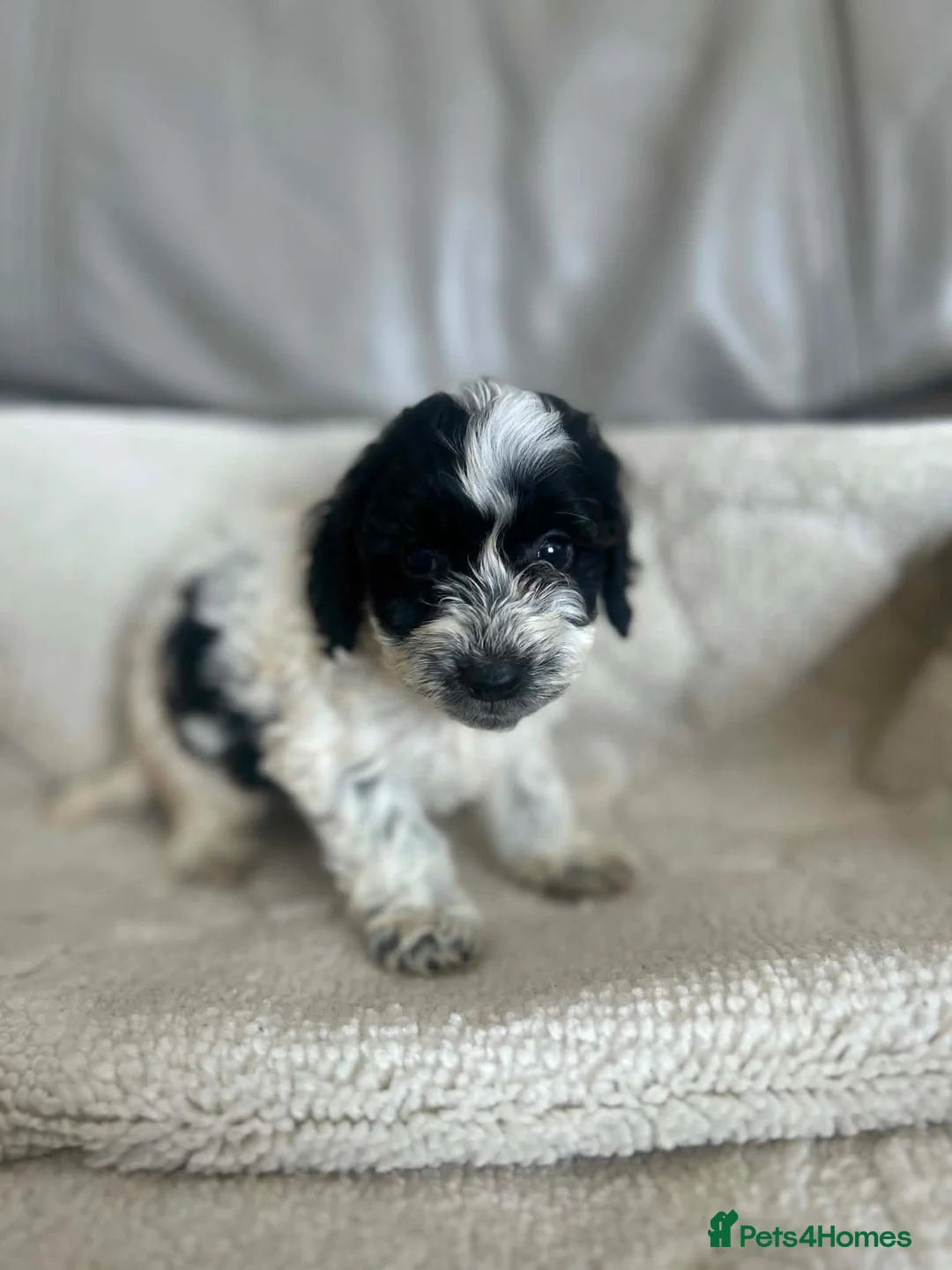 Cockapoo dogs for sale: Our beautiful cockapoo puppies - Advert 22