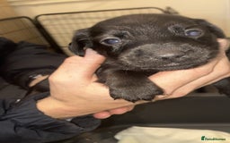Mixed Breed dogs for sale: Patterdale/dashund  - Image 10