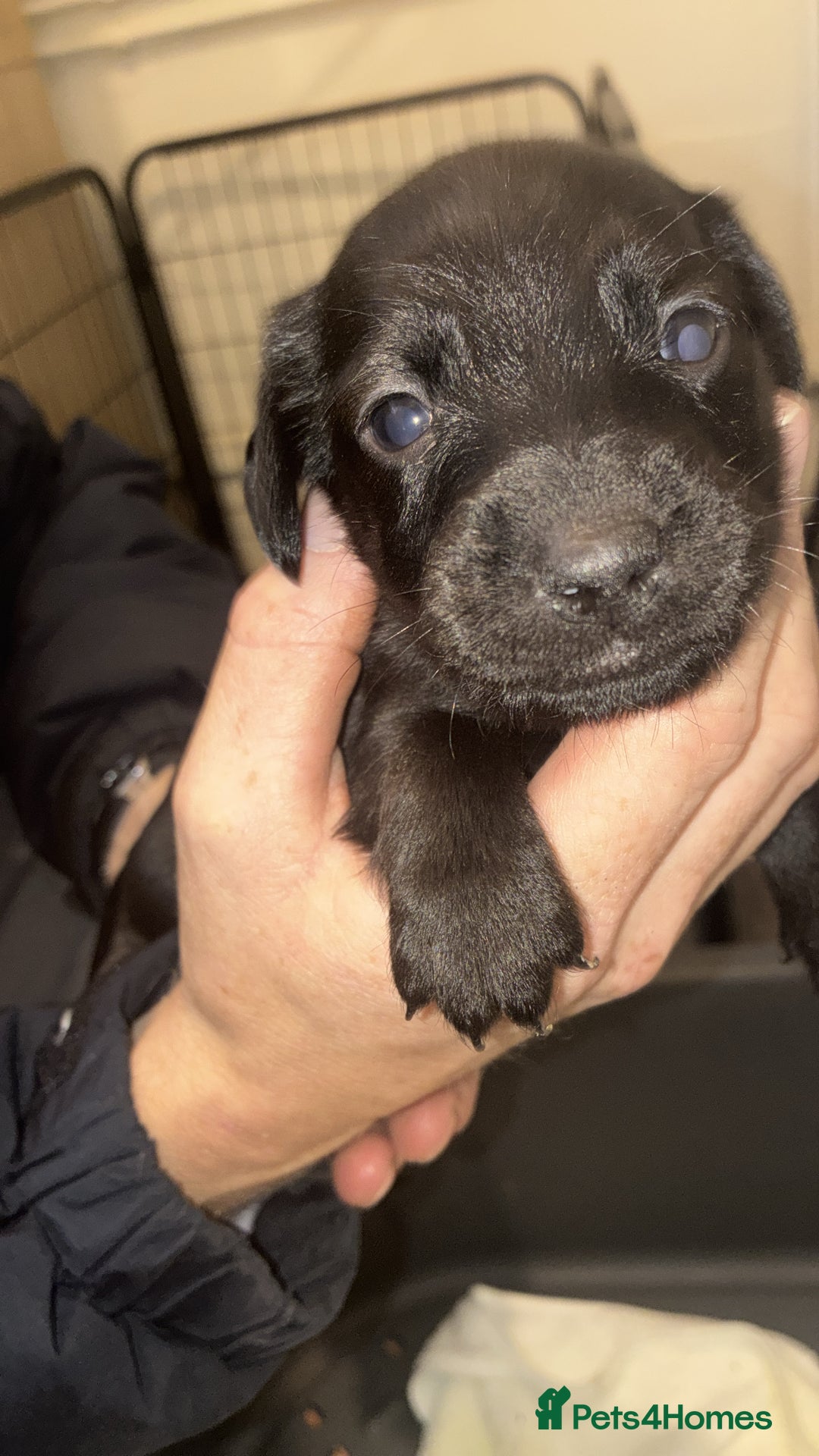 Mixed Breed dogs for sale: Patterdale/dashund  - Image 10